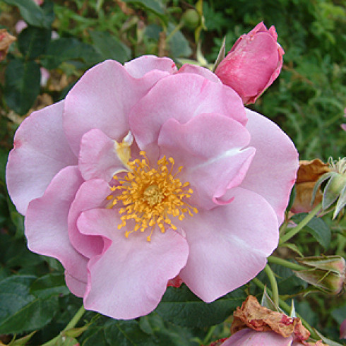 Floribunda Rosen (Büschelblüher) - Blueberry Hill