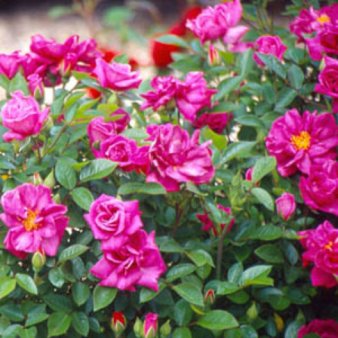 Floribunda Rosen (B�schelbl�her) - Bluesette