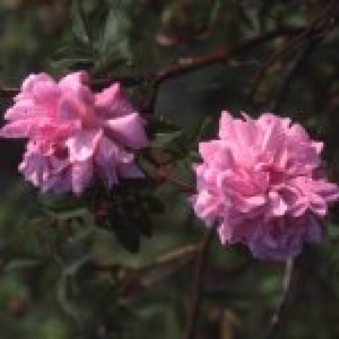Boursault Rambler - Blush Boursault
