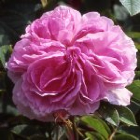 Rosa Damascena (Damaszenerrosen) - Blush Damask