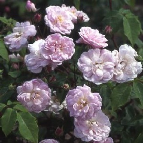 Kletterrosen und Rambler - zusammengefasst - Blush Noisette