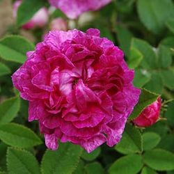 Rosa Gallica (Essig-Rose) - Boule de Nanteuil