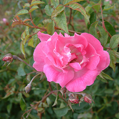 Chinarosen - Camellia Rose