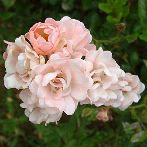 Polyantha Rosen und ältere Floribundas - Cameo
