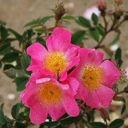 Schottische Zaunrosen und Canina Hybriden - Canina Abbotswood