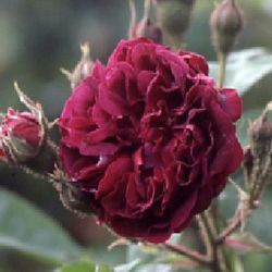 Moosrosen (Rosa Centifolia Muscosa) - Capitaine Basroger