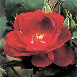 Bodendecker Rosen - Cardinal Hume
