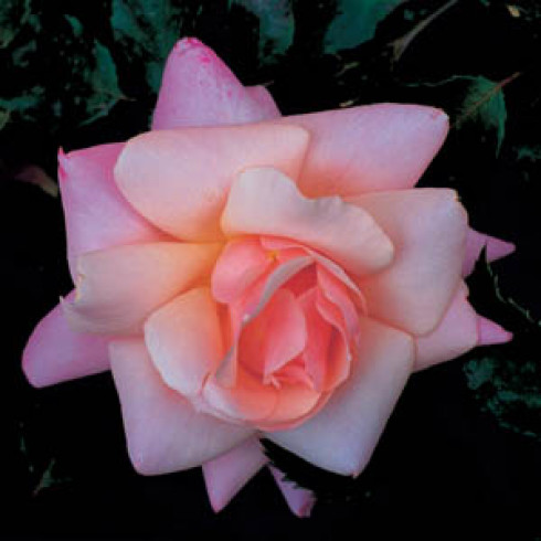 Moderne Strauchrosen - Care 2000