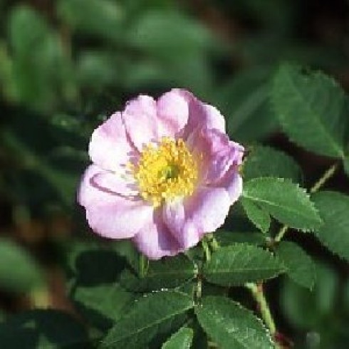 Schottische Zaunrosen und Canina Hybriden - Catherine Seyton