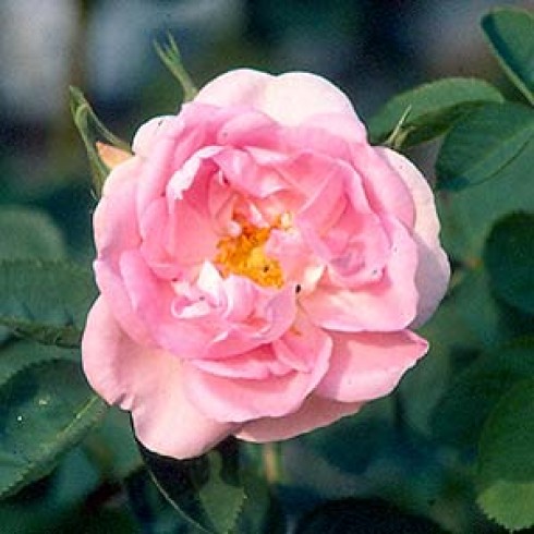 Rosa Alba - Celestial