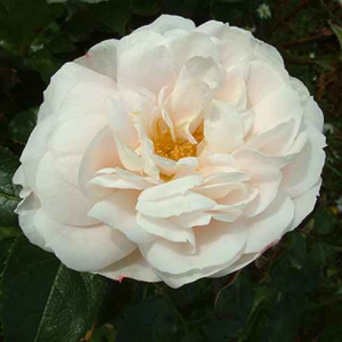 Floribunda Rosen (Büschelblüher) - Champagne Moment