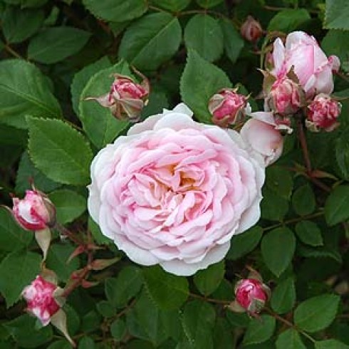 Kletterrosen und Rambler - zusammengefasst - Champney's Pink Cluster