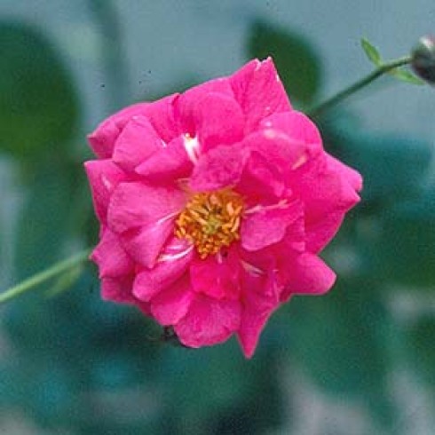 Kletterrosen und Rambler - zusammengefasst - Chaplin's Pink