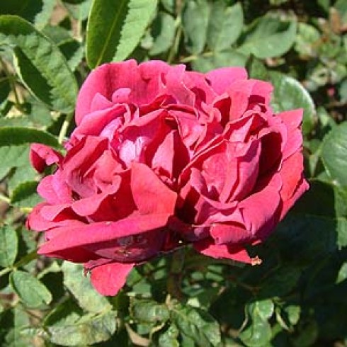Remontant Rosen (Remontant Hybriden) - Charles Gater