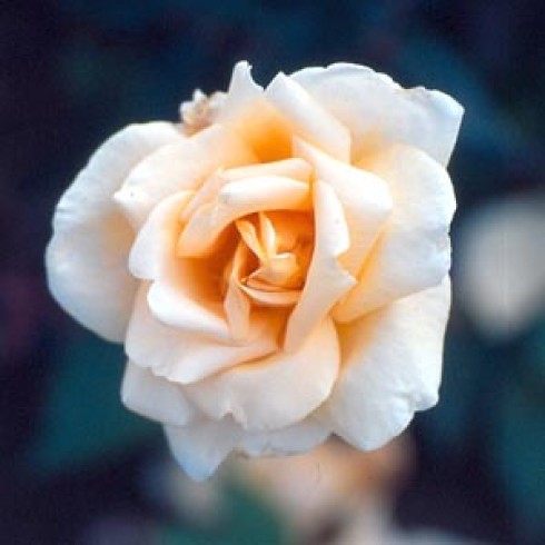 Kletterrosen und Rambler - zusammengefasst - Cloth of Gold