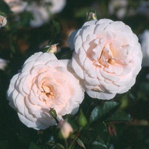 Floribunda Rosen (Büschelblüher) - Colby School