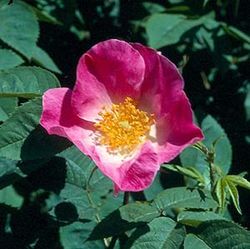 Rosa Gallica (Essig-Rose) - Complicata
