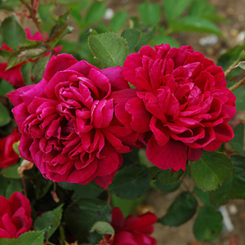 Remontant Rosen (Remontant Hybriden) - Comtesse O'Gorman