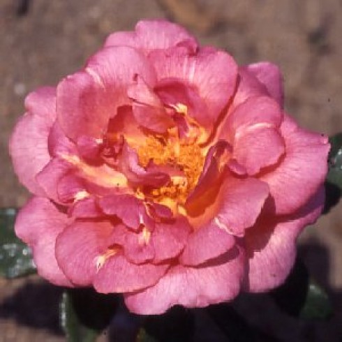 Chinarosen - Comtesse du Cayla