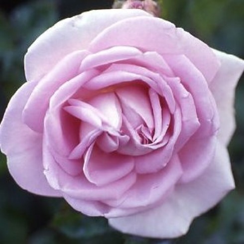 Rosa Rugosa (Kartoffelrosen) - Conrad F. Meyer