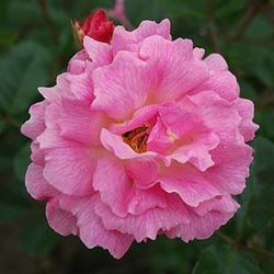 Wichuriana Rambler - Coral Creeper