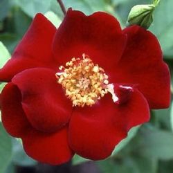 Kletterrosen und Rambler - zusammengefasst - Crimson Conquest