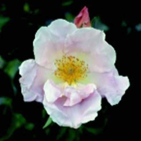 Teehybriden - Cupid