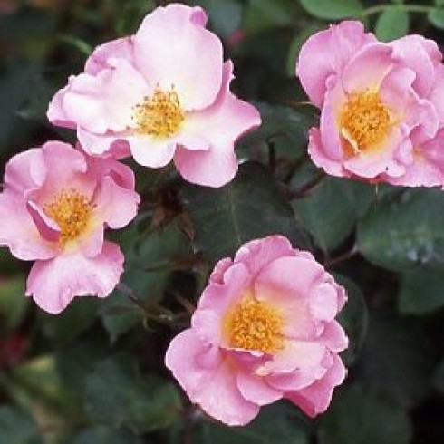 Floribunda Rosen (Büschelblüher) - Dainty Maid