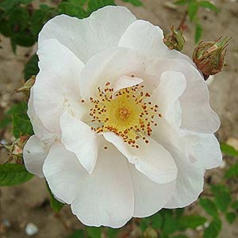 Bodendecker Rosen - Daisy Hill