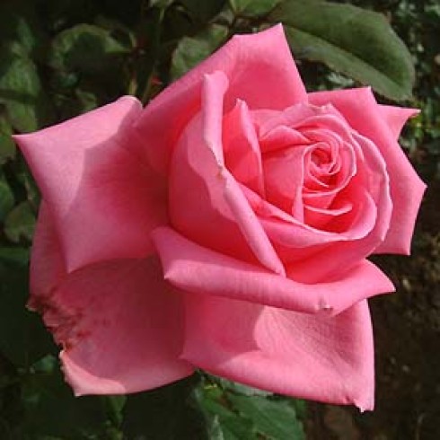 Teehybriden - Dame Edith Helen
