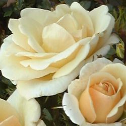 Floribunda Rosen (B�schelbl�her) - Desert Island