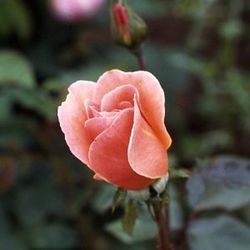 Floribunda Rosen (Büschelblüher) - Dicksons Perfection