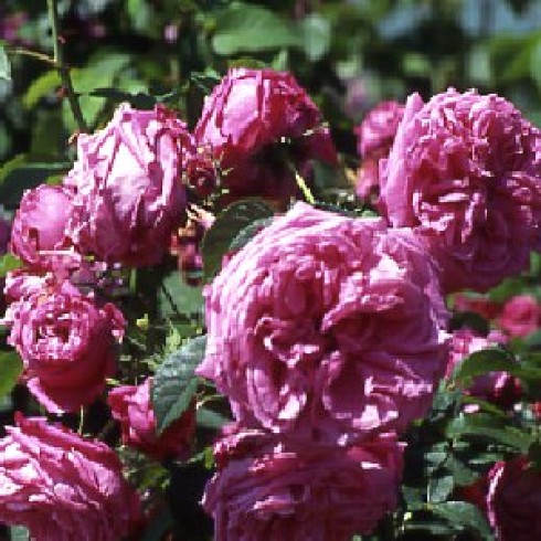 Rosa Gallica (Essig-Rose) - Duc de Fitzjames