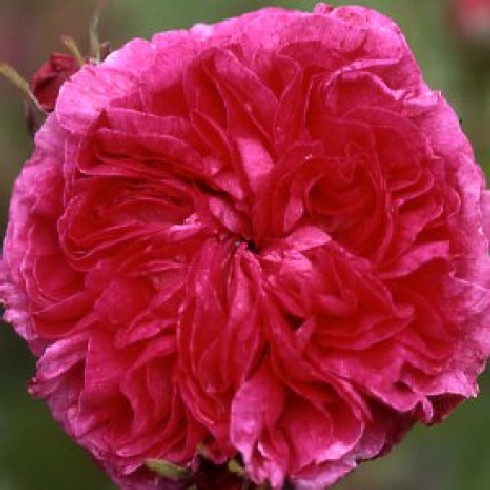 Rosa Gallica (Essig-Rose) - Duc de Guiche