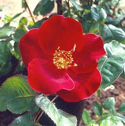 Floribunda Rosen (Büschelblüher) - Dusky Maiden