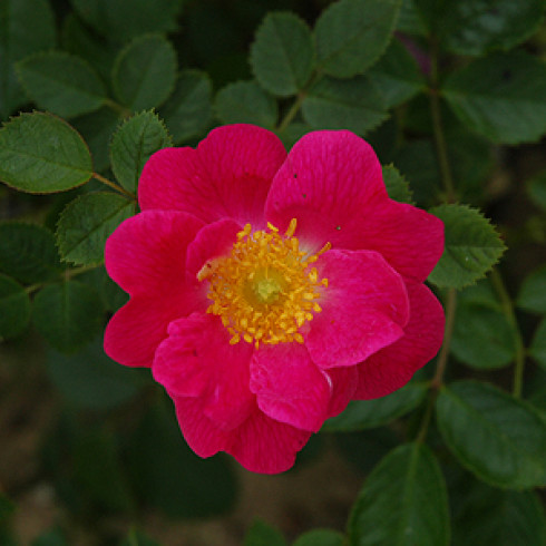 Schottische Zaunrosen und Canina Hybriden - Edith Ballenden