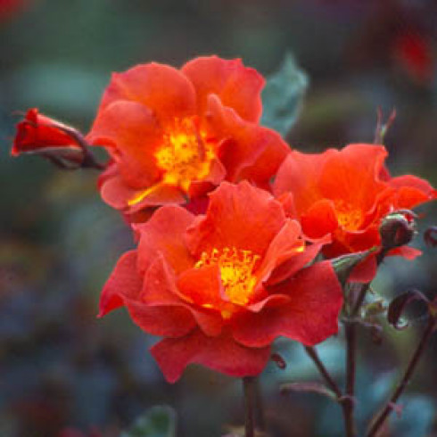 Floribunda Rosen (Büschelblüher) - Edith Holden