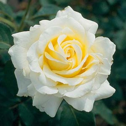 Teehybriden - Elina