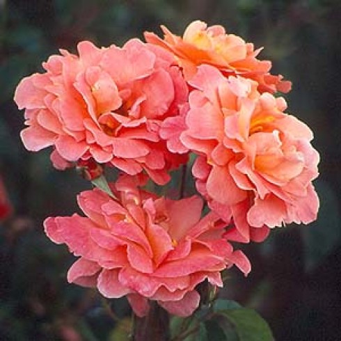 Floribunda Rosen (Büschelblüher) - Elizabeth of Glamis