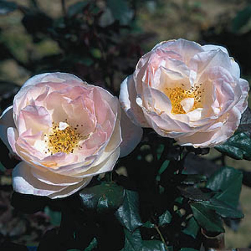 Floribunda Rosen (B�schelbl�her) - English Miss