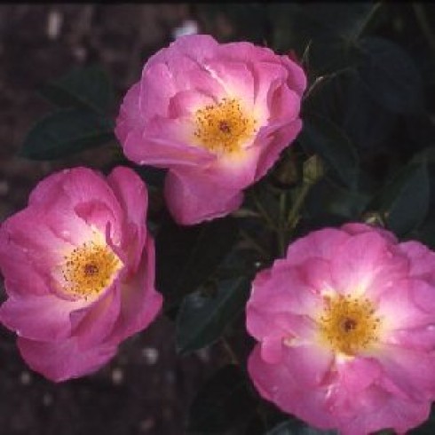 Floribunda Rosen (B�schelbl�her) - Escapade