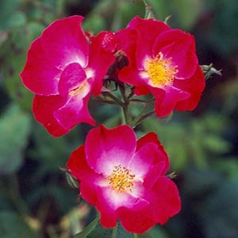 Rosa Moschata - Eva