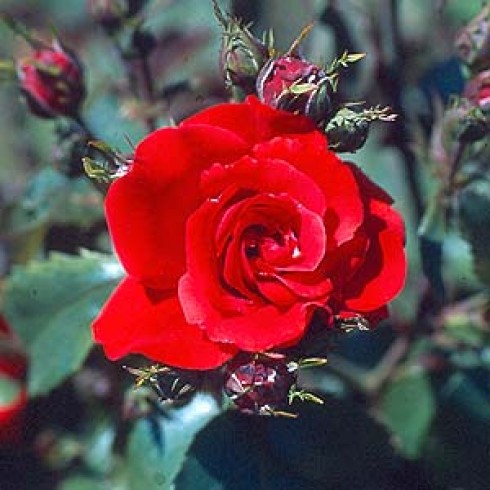 Floribunda Rosen (Büschelblüher) - Evelyn Fison