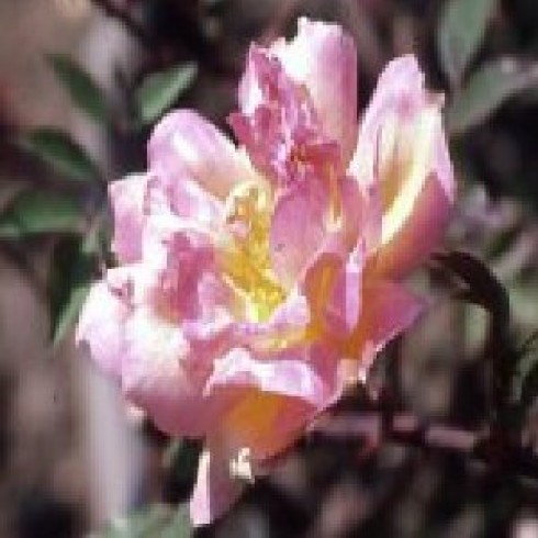 Kletterrosen und Rambler - zusammengefasst - Fortune's Double Yellow