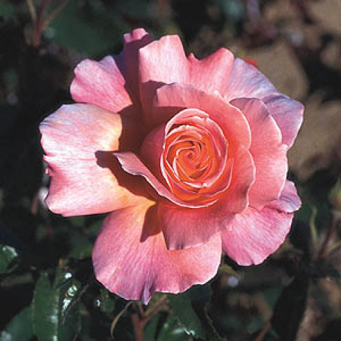 Floribunda Rosen (B�schelbl�her) - Fragrant Delight