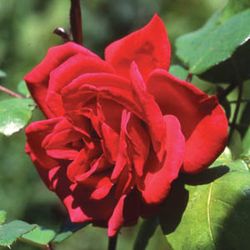 Moderne Strauchrosen - Fragrant Vision