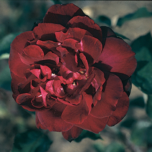 Remontant Rosen (Remontant Hybriden) - Francis Dubreuil