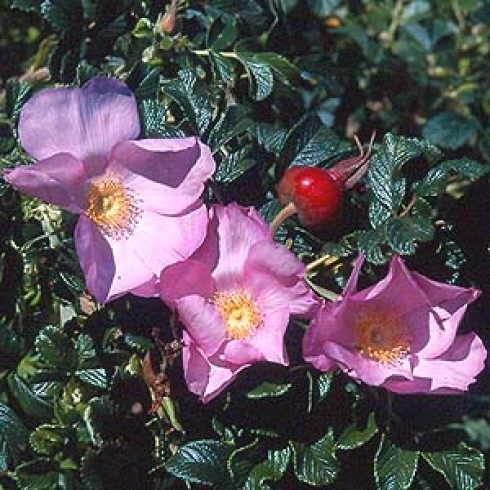 Rosa Rugosa (Kartoffelrosen) - Fru Dagmar Hastrup (Hartopp)