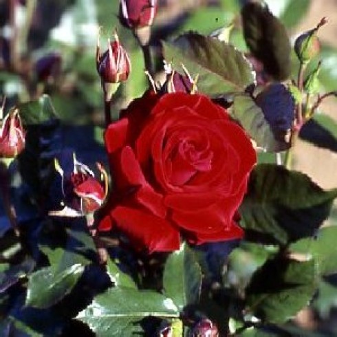 Floribunda Rosen (Büschelblüher) - Glad Tidings