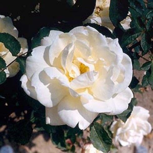 Remontant Rosen (Remontant Hybriden) - Gloire Lyonnaise